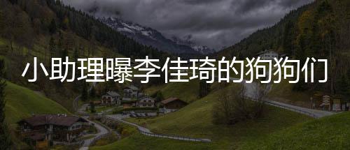 度假 都的往琦的海南狗狗小助们去返包理曝李佳机是坐