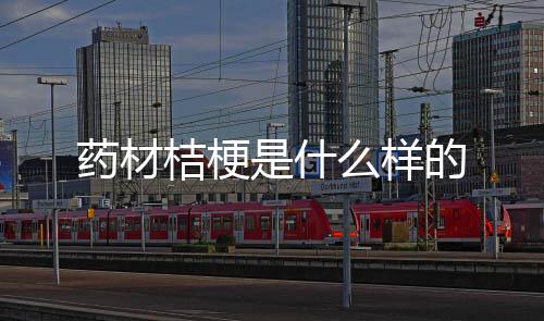 的药材么样桔梗是什